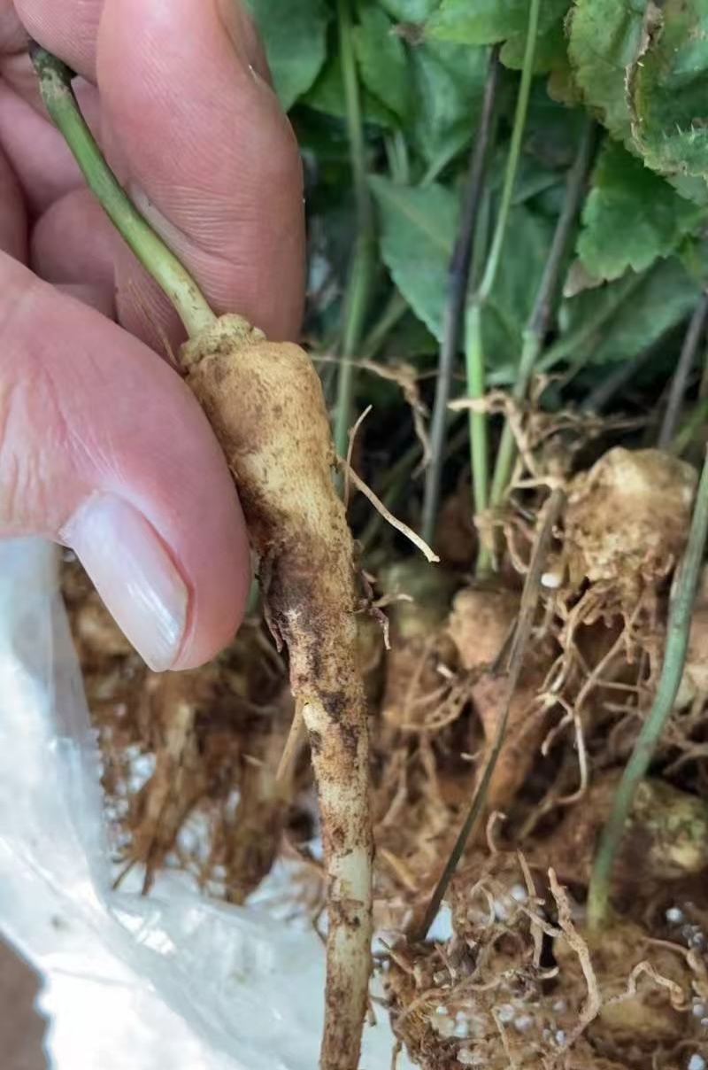 野生中药材竹节参种苗白三七滋补药多年生耐寒观赏植物庭院盆