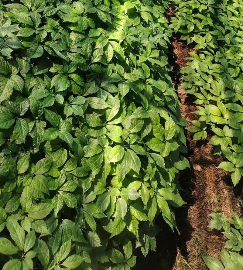 野生中药材竹节参种苗白三七滋补药多年生耐寒观赏植物庭院盆