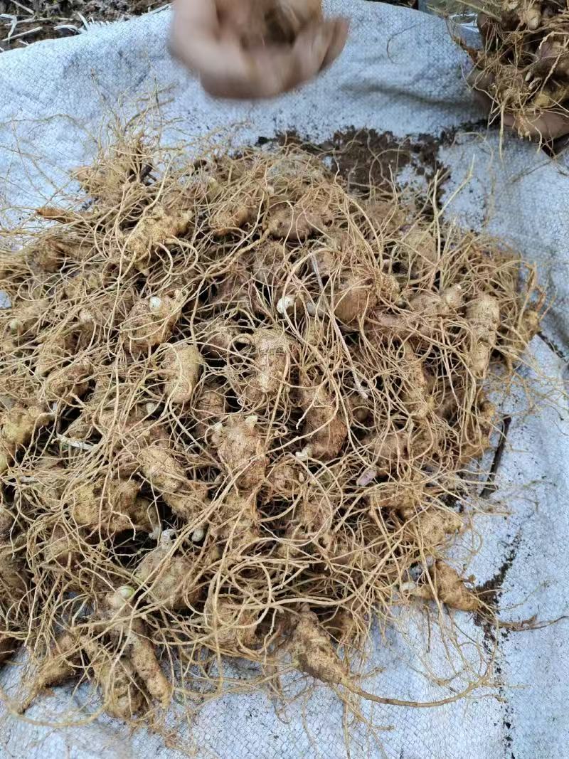 野生中药材竹节参种苗白三七滋补药多年生耐寒观赏植物庭院盆