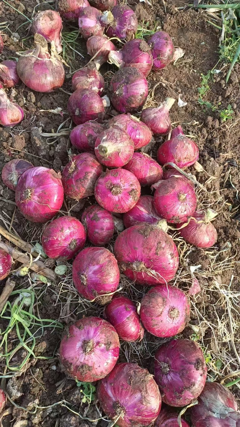 云南高山水果洋葱产地直供二红洋葱可以生吃口味甘甜