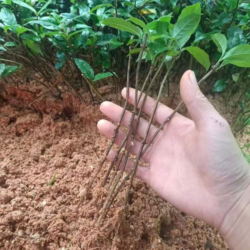 巴戟天种苗野生巴戟盆栽新鲜中药材天然鸡肠风绿植