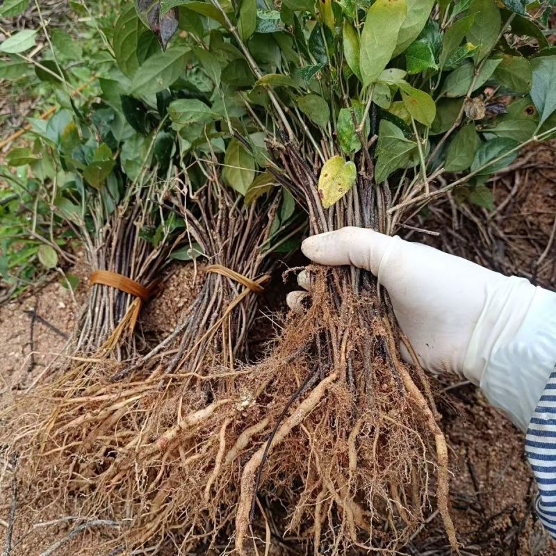 巴戟天种苗野生巴戟盆栽新鲜中药材天然鸡肠风绿植