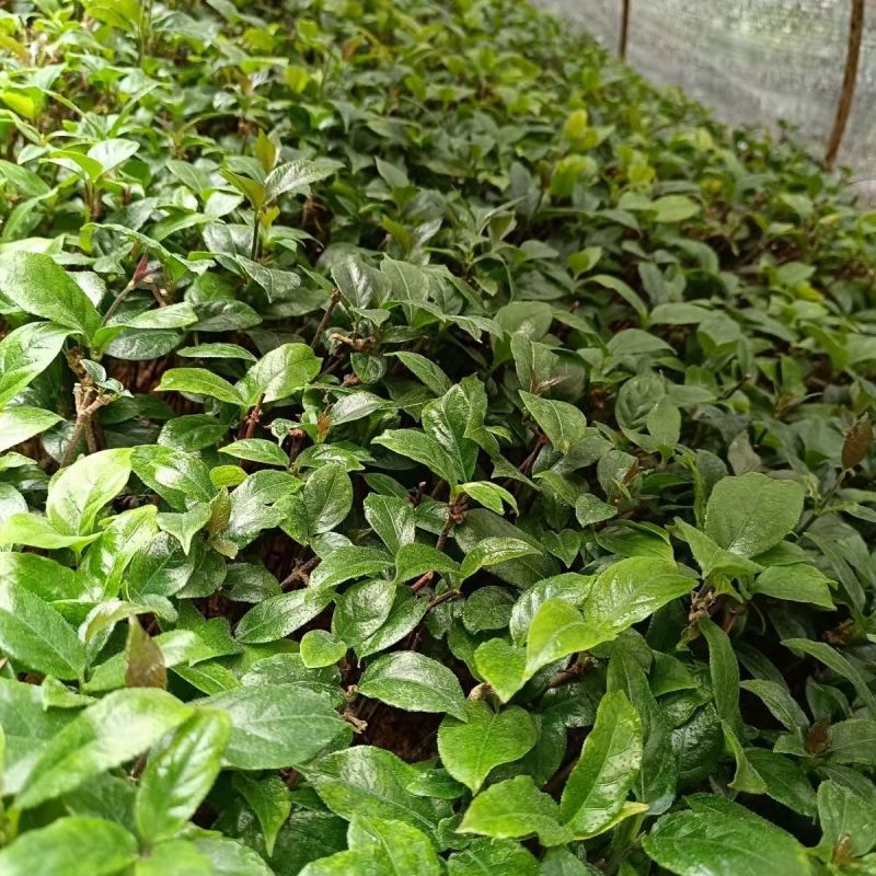 巴戟天种苗野生巴戟盆栽新鲜中药材天然鸡肠风绿植