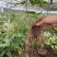 野生中药材淫羊藿种苗种芽四季常绿阳台盆栽