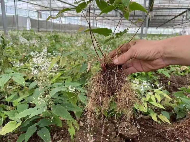 野生中药材淫羊藿种苗种芽四季常绿阳台盆栽