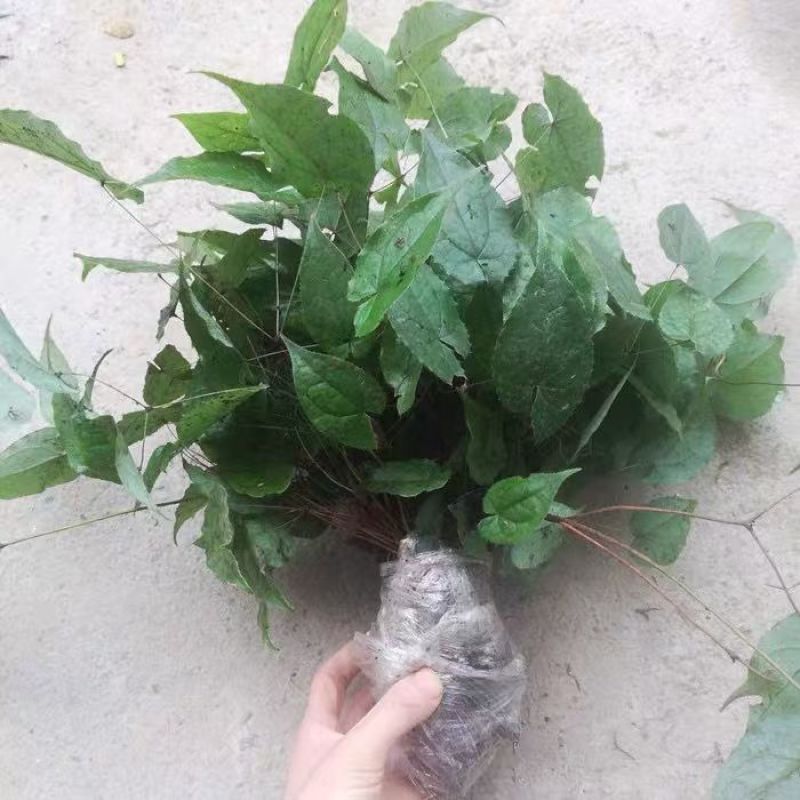 野生中药材淫羊藿种苗种芽四季常绿阳台盆栽