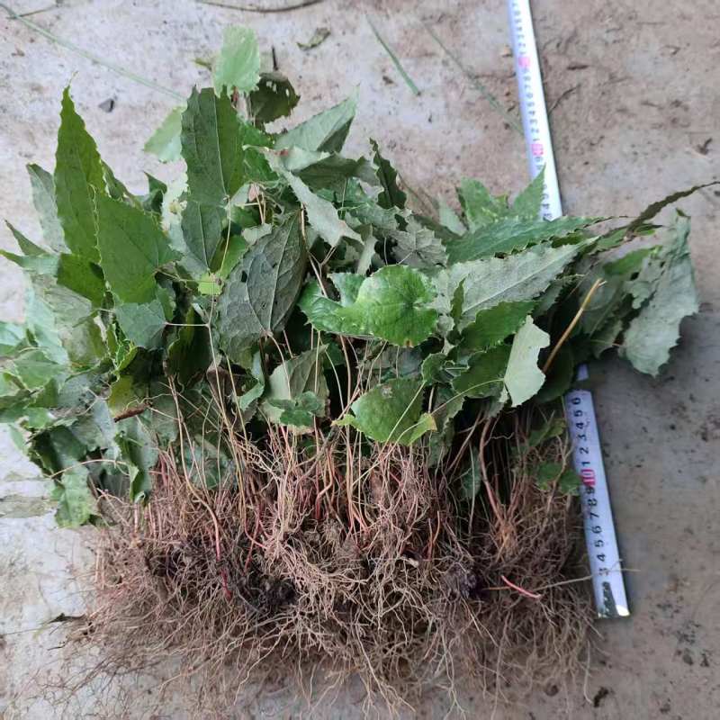 野生中药材淫羊藿种苗种芽四季常绿阳台盆栽