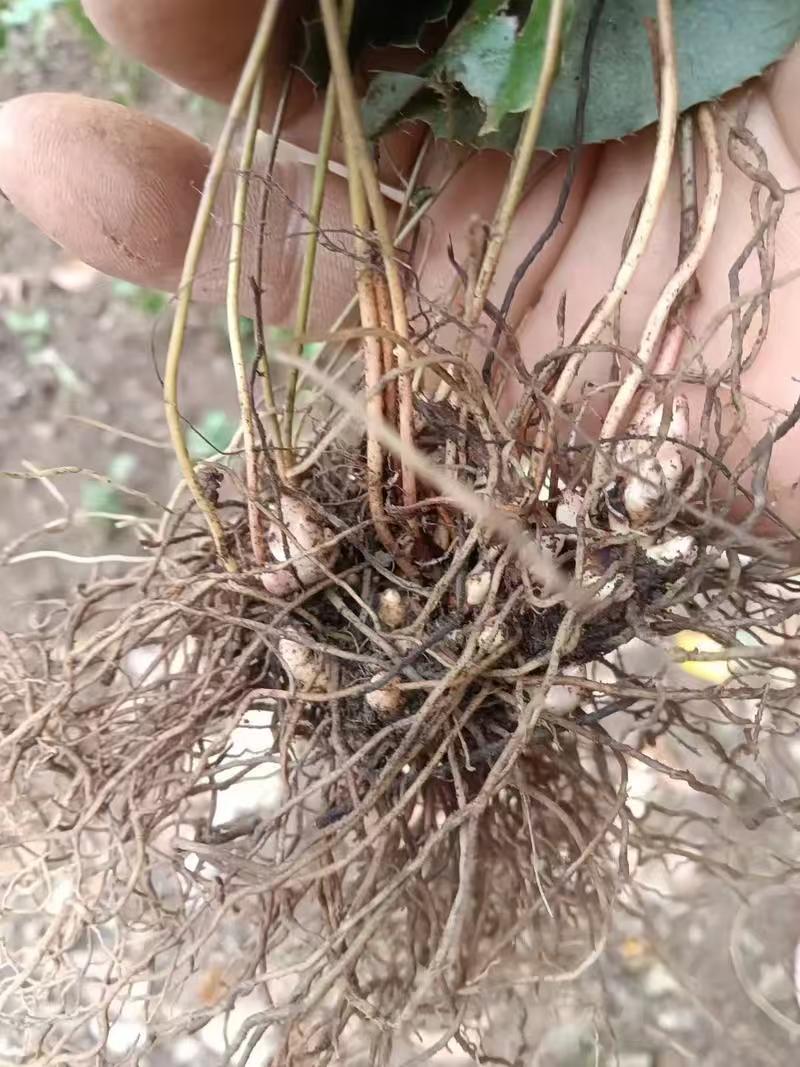 野生中药材淫羊藿种苗种芽四季常绿阳台盆栽