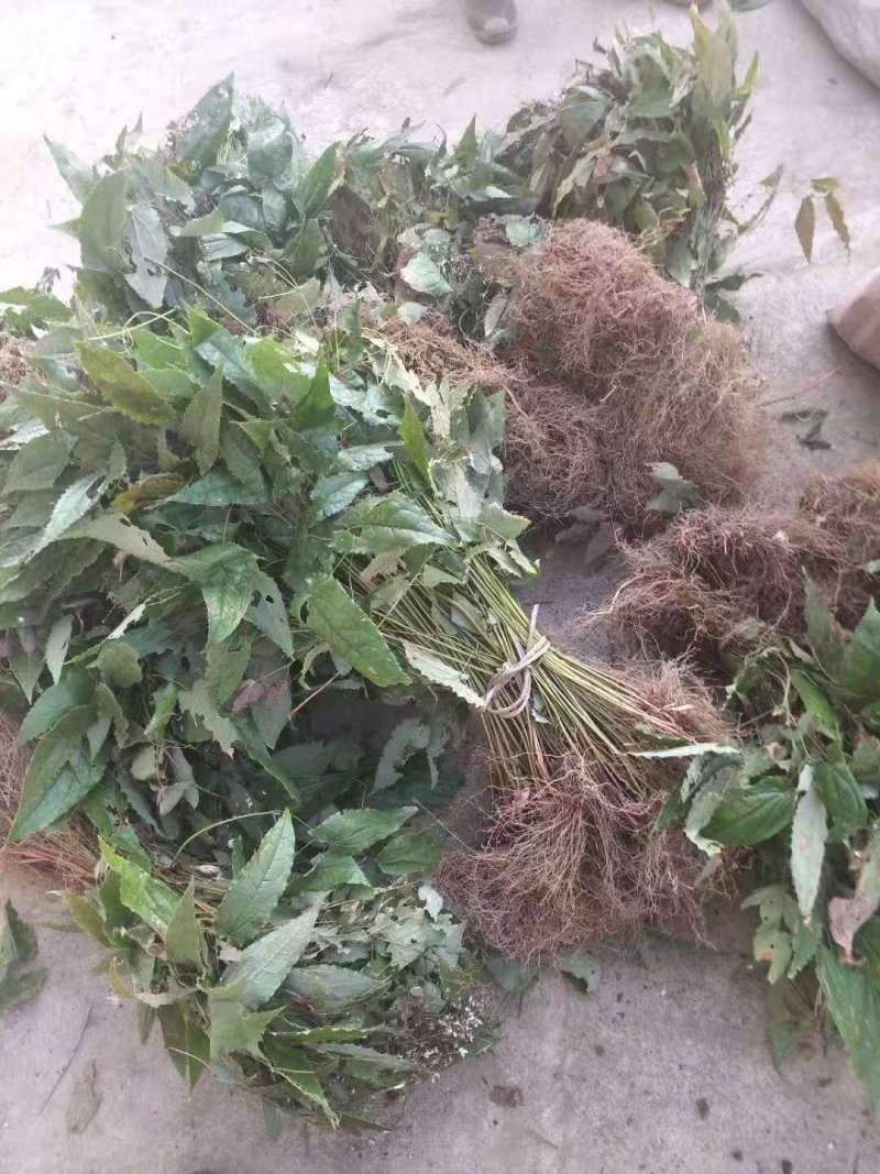 野生中药材淫羊藿种苗种芽四季常绿阳台盆栽