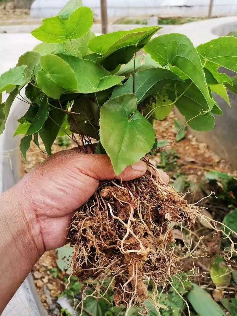 野生中药材淫羊藿种苗种芽四季常绿阳台盆栽