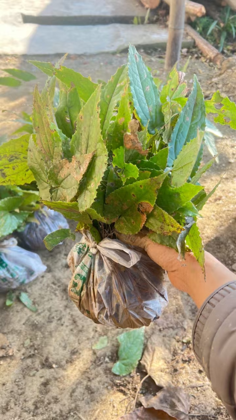 野生中药材淫羊藿种苗种芽四季常绿阳台盆栽