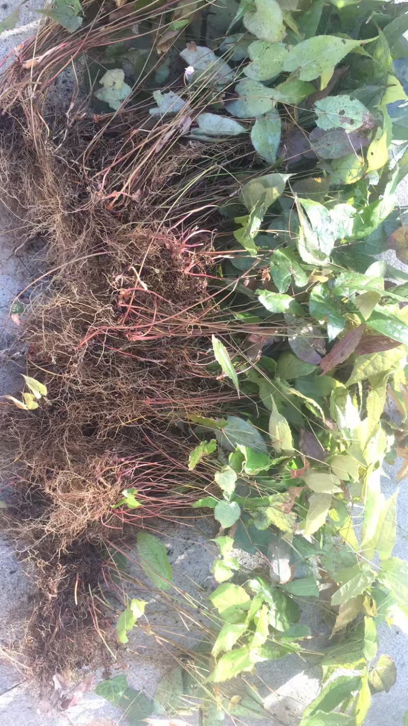 野生中药材淫羊藿种苗种芽四季常绿阳台盆栽