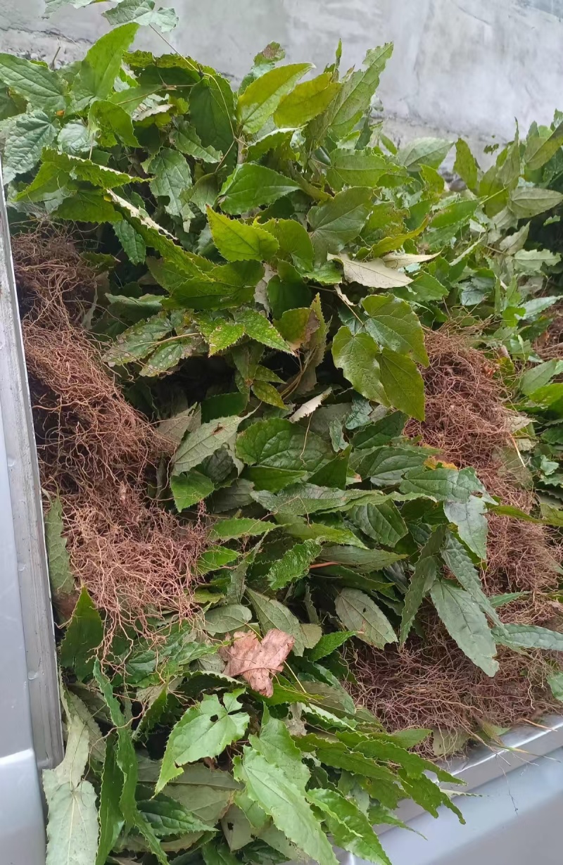 野生中药材淫羊藿种苗种芽四季常绿阳台盆栽