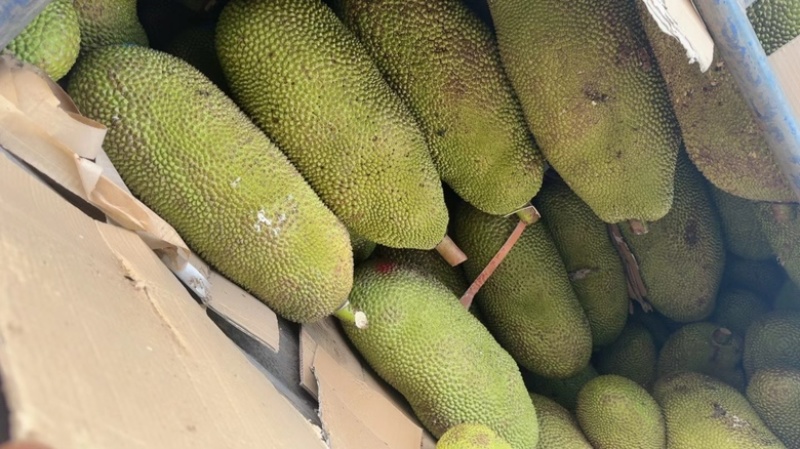 海南黄肉菠萝蜜品种：马来一号各种等级的果都有