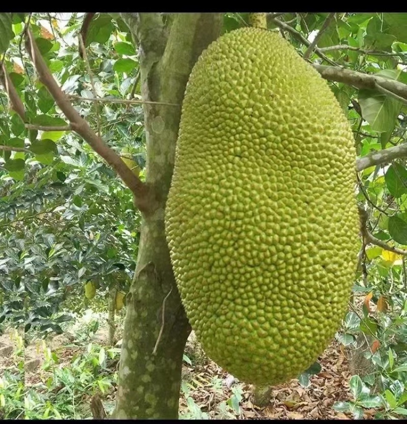 海南黄肉菠萝蜜品种：马来一号各种等级的果都有