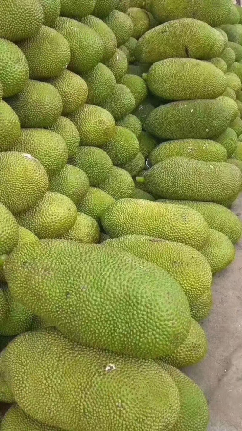 海南黄肉菠萝蜜品种：马来一号各种等级的果都有
