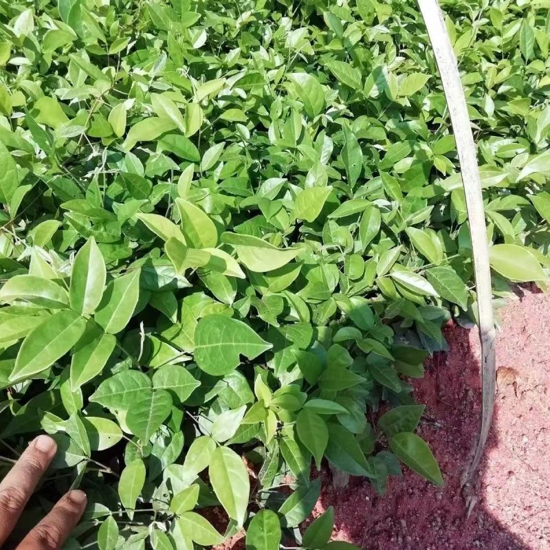 牛大力种苗高产易活小叶中叶中药材煲汤牛古大力薯