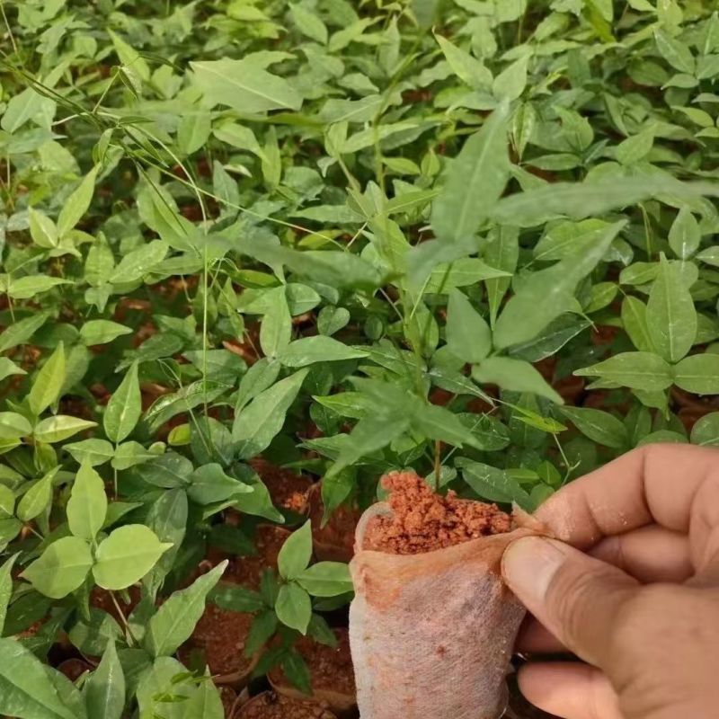 牛大力种苗高产易活小叶中叶中药材煲汤牛古大力薯