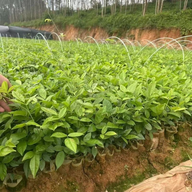 牛大力种苗高产易活小叶中叶中药材煲汤牛古大力薯