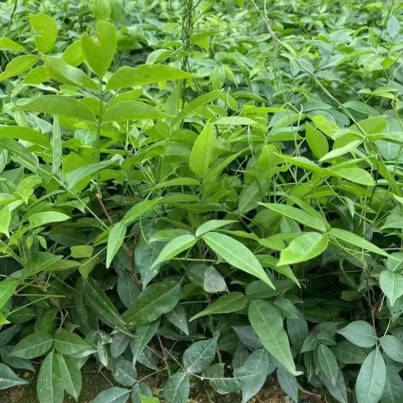 牛大力种苗高产易活小叶中叶中药材煲汤牛古大力薯