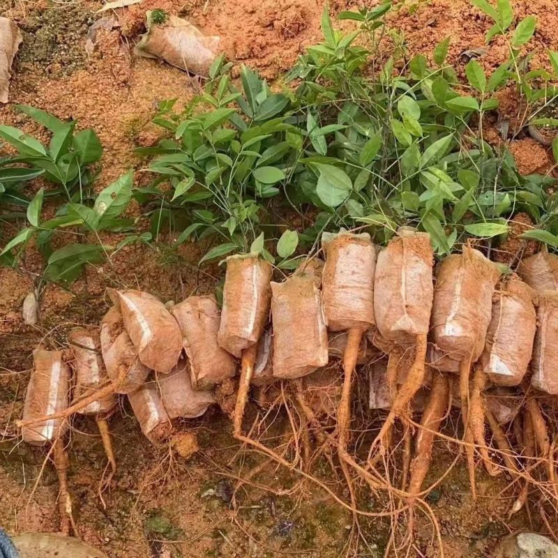 牛大力种苗高产易活小叶中叶中药材煲汤牛古大力薯