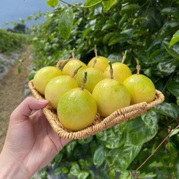 钦蜜9号黄金百香果产地直发4.2嗯起整车发货