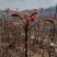 山东省新泰市，新鲜香椿芽批发基地，欢迎新老客户前来订购。