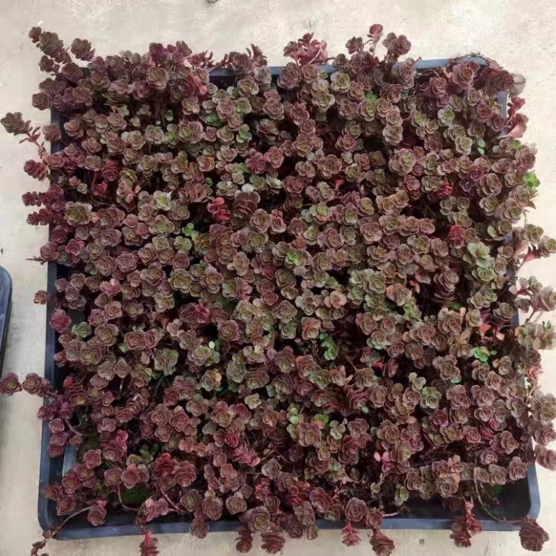 红景天双色杯红景天方盘道路小区别墅绿化支持电商一件代发