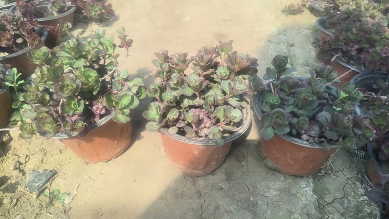 红景天双色杯红景天方盘道路小区别墅绿化支持电商一件代发