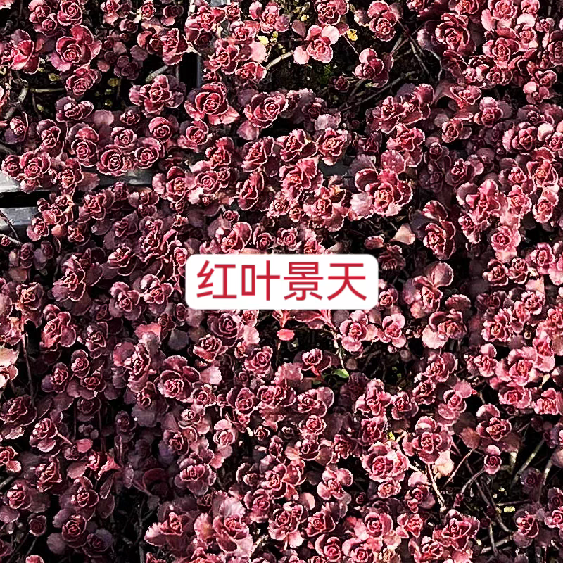 红景天双色杯红景天方盘道路小区别墅绿化支持电商一件代发