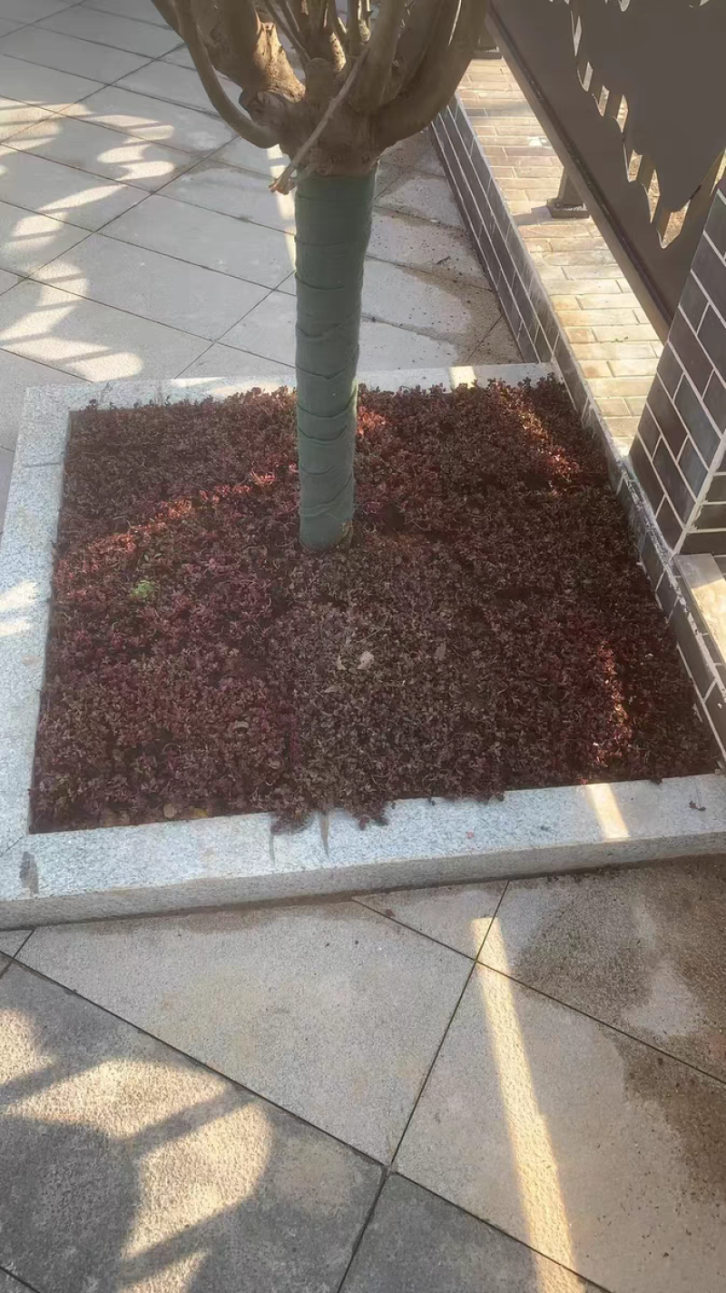 红景天双色杯红景天方盘道路小区别墅绿化支持电商一件代发