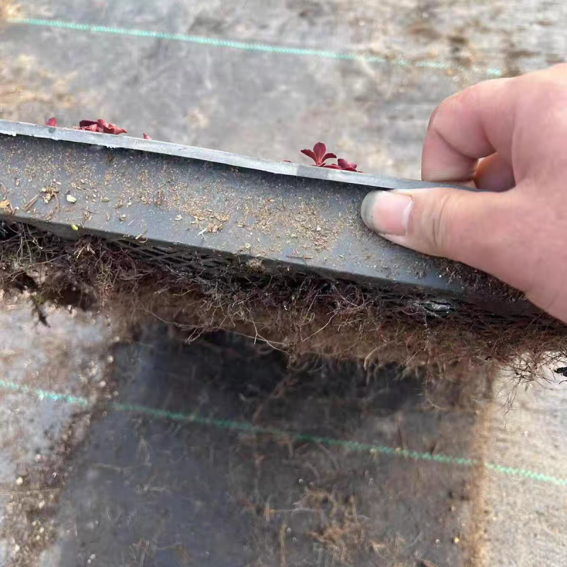 红景天双色杯红景天方盘道路小区别墅绿化支持电商一件代发