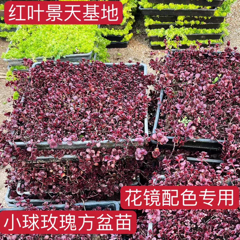 红景天双色杯红景天方盘道路小区别墅绿化支持电商一件代发