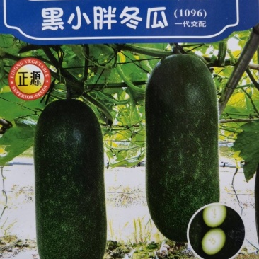 冬瓜种子黑小胖利农小型冬瓜品种老嫩兼用瓜形好品质好