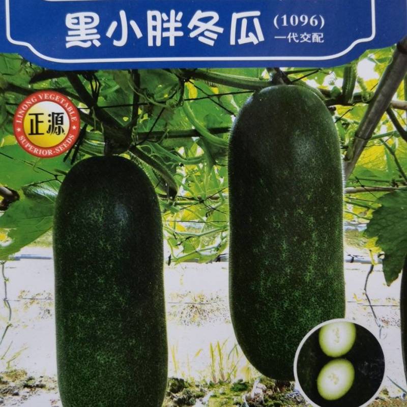 冬瓜种子黑小胖利农小型冬瓜品种老嫩兼用瓜形好品质好