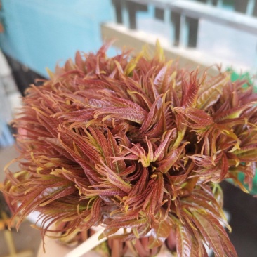 山东省新泰市，新鲜香椿芽批发基地，欢迎新老客户前来订购。