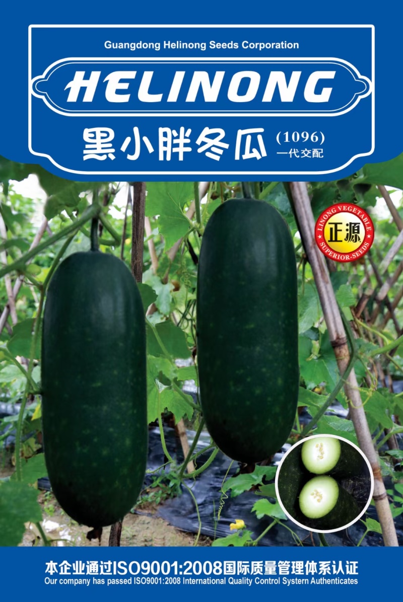 冬瓜种子黑小胖利农小型冬瓜品种老嫩兼用瓜形好品质好