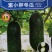 冬瓜种子黑小胖利农小型冬瓜品种老嫩兼用瓜形好品质好