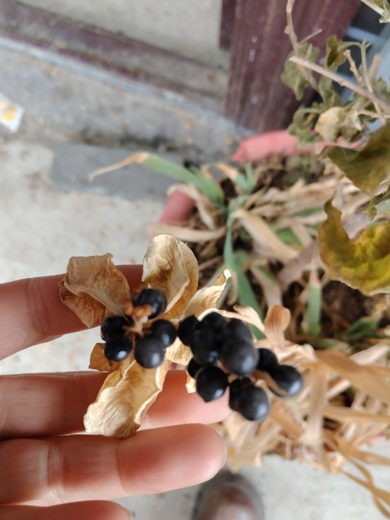 射干种子批发管回收一亩地需10斤种子可直上门拿货