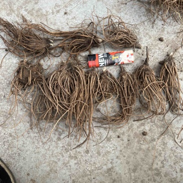 北苍术种苗