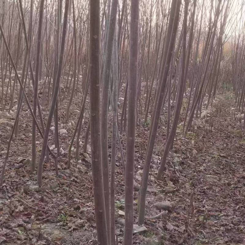 山乌桕苗红叶乌桕袋苗正宗山乌桕营养袋苗
