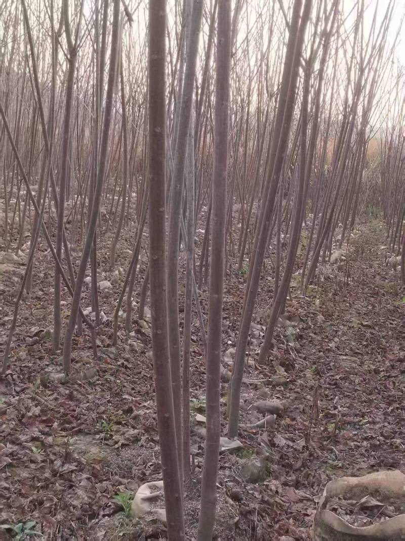 山乌桕苗红叶乌桕袋苗正宗山乌桕营养袋苗