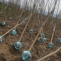 红油香椿苗，，需要的联系！4到8公分