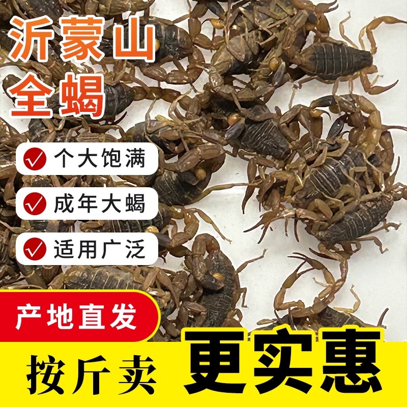 正宗山货蝎子