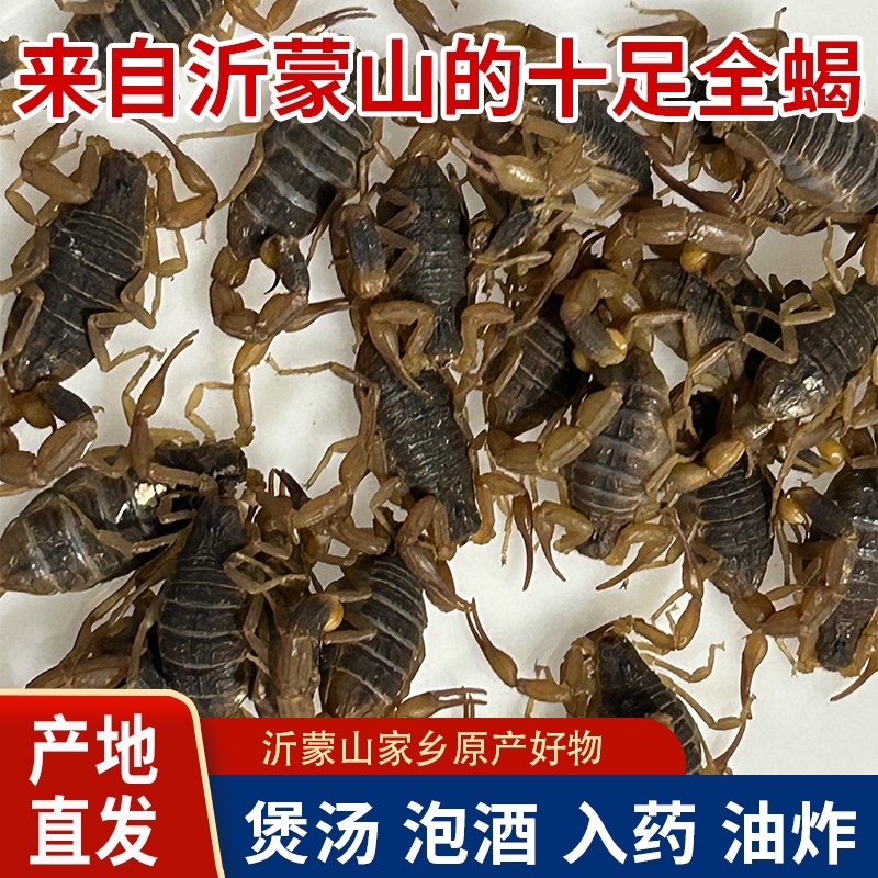 正宗山货蝎子