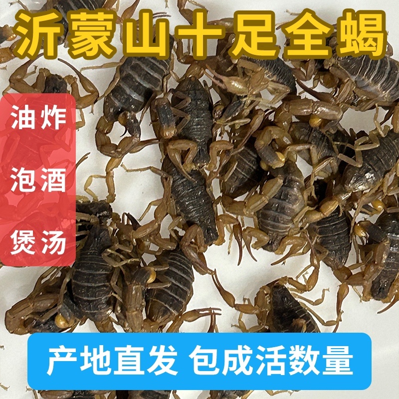 正宗山货蝎子