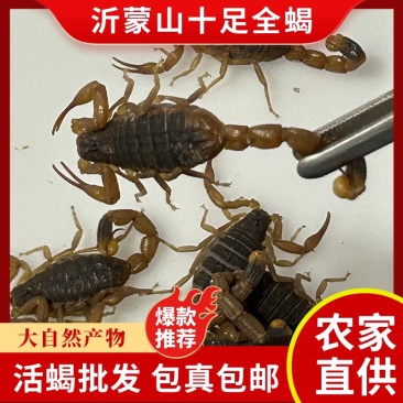 正宗山货蝎子