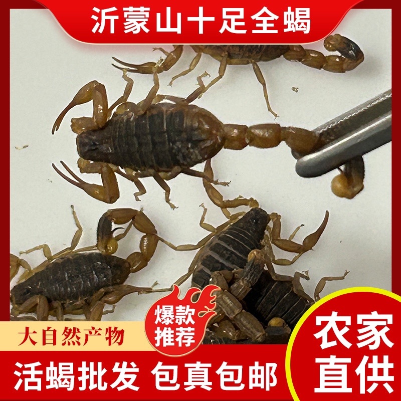 正宗山货蝎子