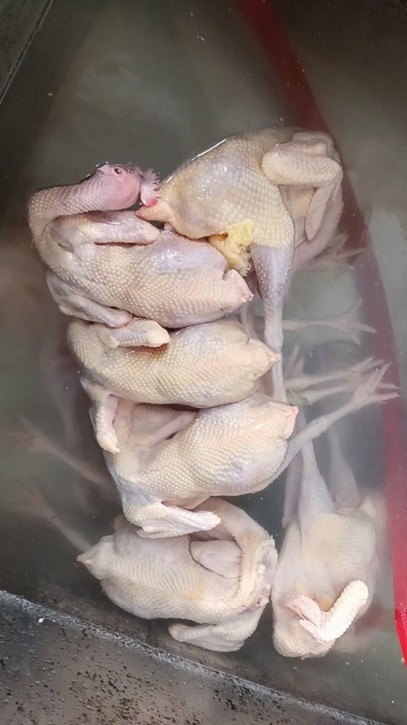 冻鲜230天清远脆皮鸡22斤7~10只装