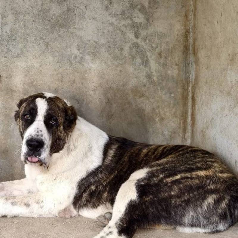 中亚牧羊犬